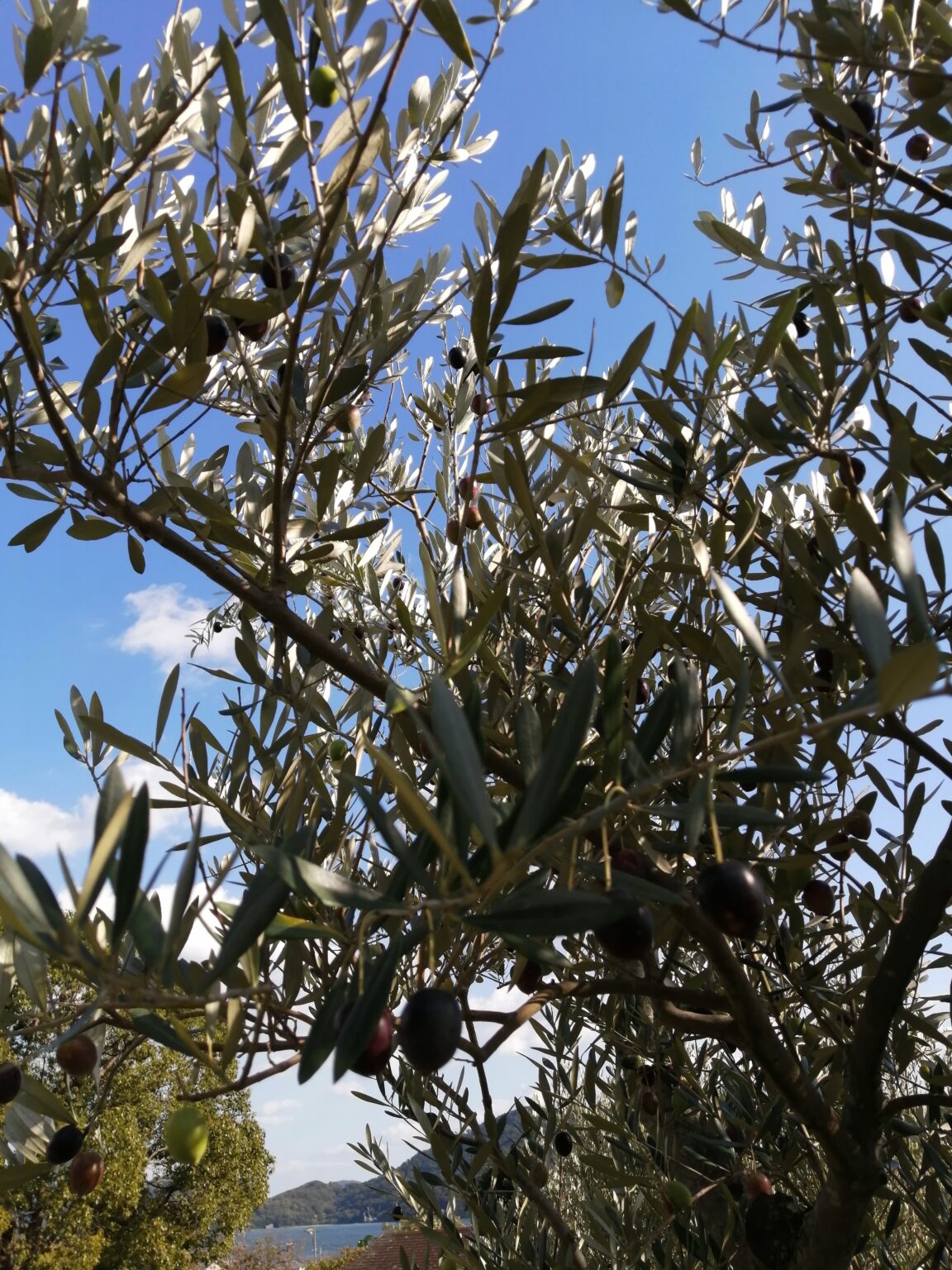 小豆島産オリーブ 希少種 ワッガベルダル 観葉植物