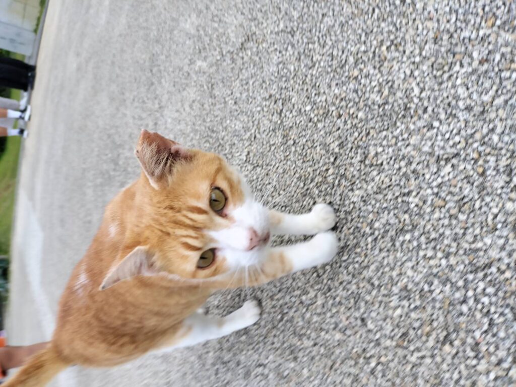 沖縄旅行　ルネッサンスリゾートオキナワ　沖縄観光　残波岬　猫