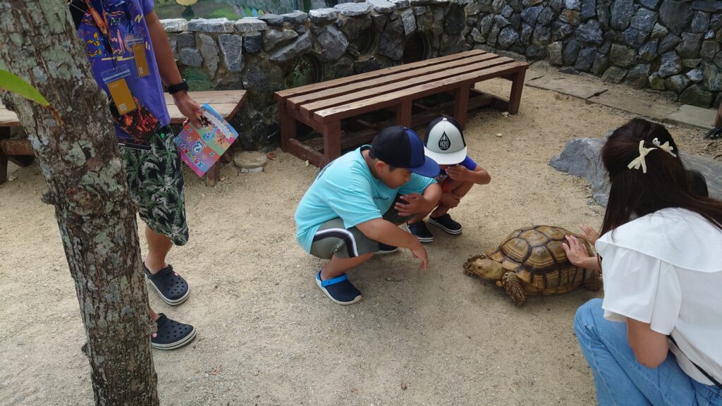 ルネッサンスリゾートオキナワアクティビティ　リクガメ飼育体験