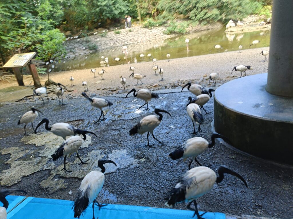 沖縄観光スポット　ネオパークオキナワ　動物たち