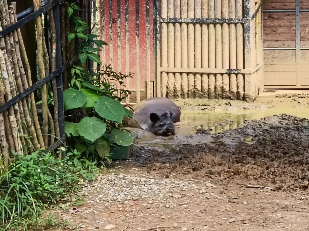 沖縄観光スポット　ネオパークオキナワ　動物たち