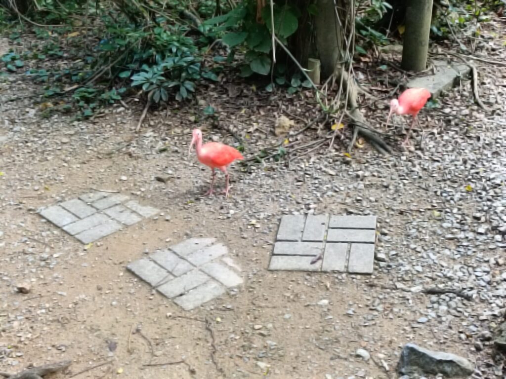 沖縄観光スポット　ネオパークオキナワ　動物たち