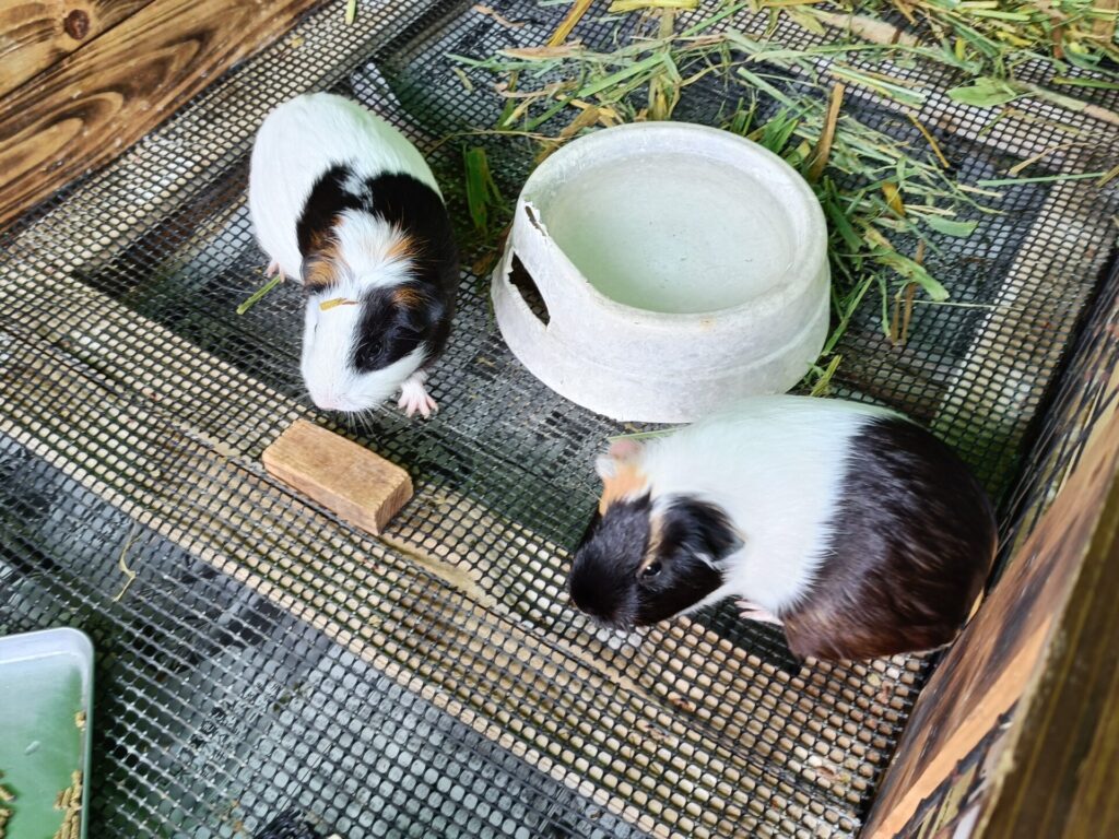 沖縄観光スポット　ネオパークオキナワ　動物たち