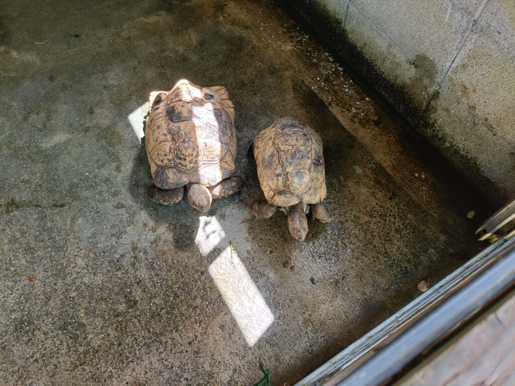 沖縄観光スポット　ネオパークオキナワ　動物たち