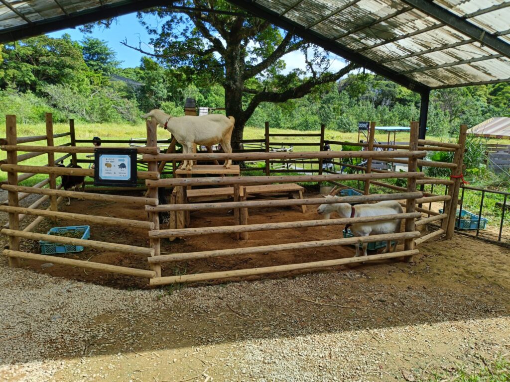 沖縄観光スポット　ネオパークオキナワ　動物たち