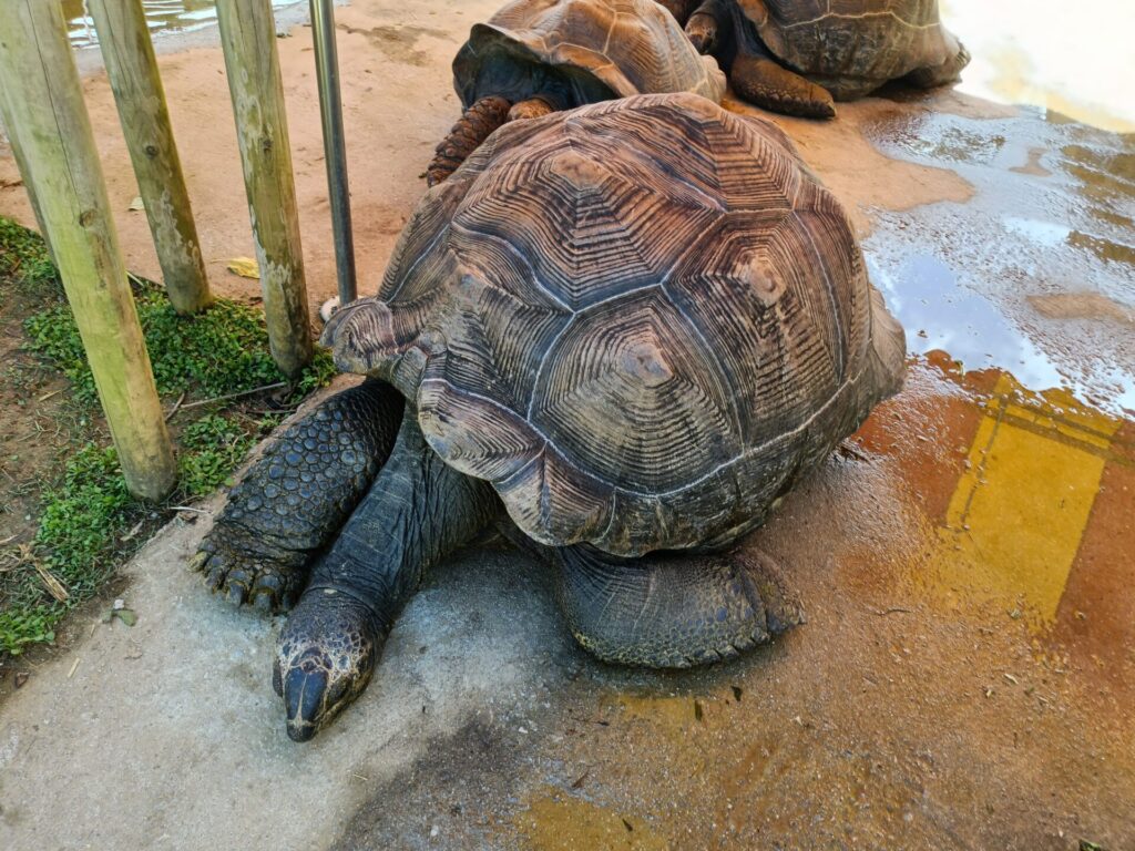 沖縄観光スポット　ネオパークオキナワ　動物たち