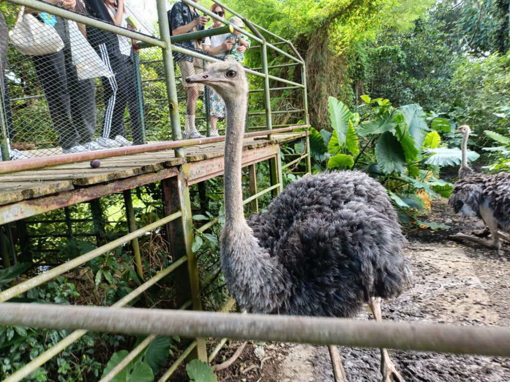 沖縄観光スポット　ネオパークオキナワ　動物たち