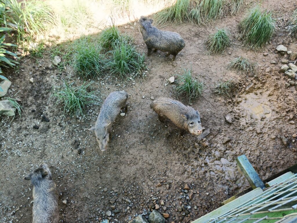 沖縄観光スポット　ネオパークオキナワ　動物たち