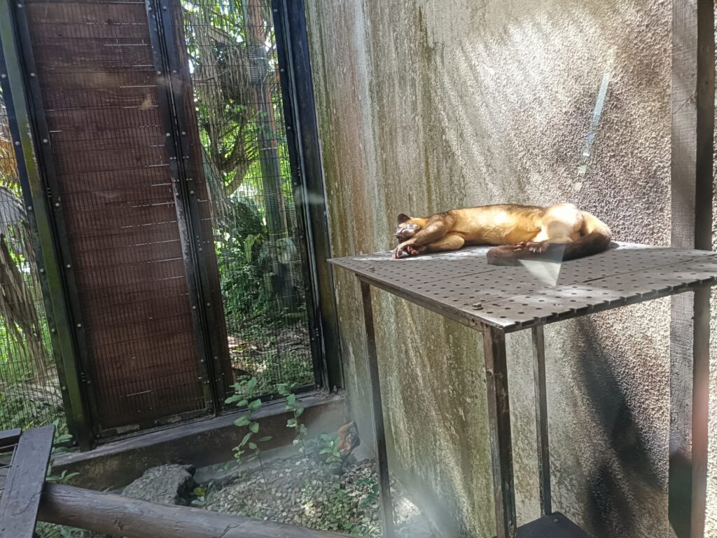 沖縄観光スポット　ネオパークオキナワ　動物たち