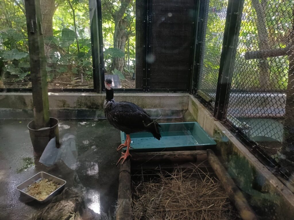 沖縄観光スポット　ネオパークオキナワ　動物たち