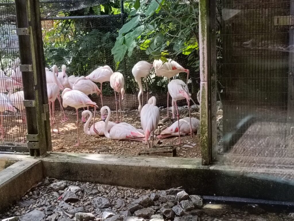 沖縄観光スポット　ネオパークオキナワ　動物たち