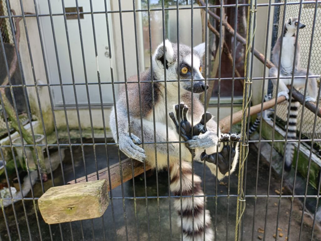 沖縄観光スポット　ネオパークオキナワ　動物たち