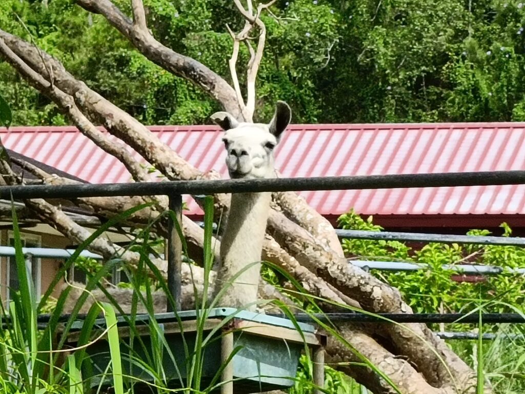 沖縄観光スポット　ネオパークオキナワ　動物たち