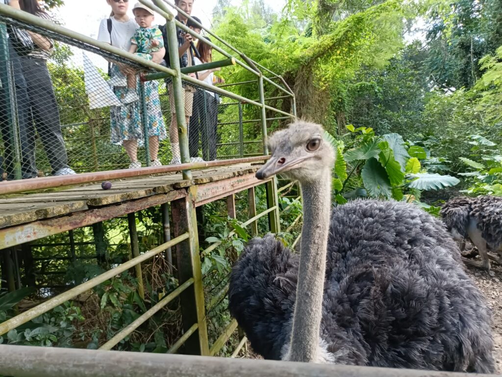 沖縄旅行　沖縄観光　沖縄旅行モデル　沖縄観光スポット　ネオパークオキナワ