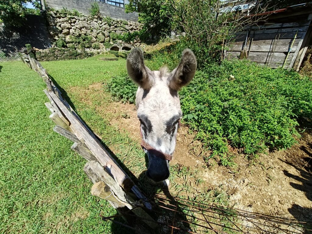 沖縄パン屋　ベーカリー水円　ロバ