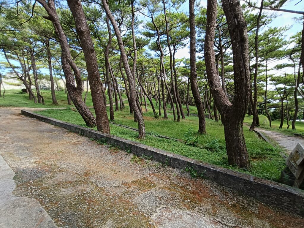 沖縄観光スポット　座喜味城跡　リュウキュウマツ