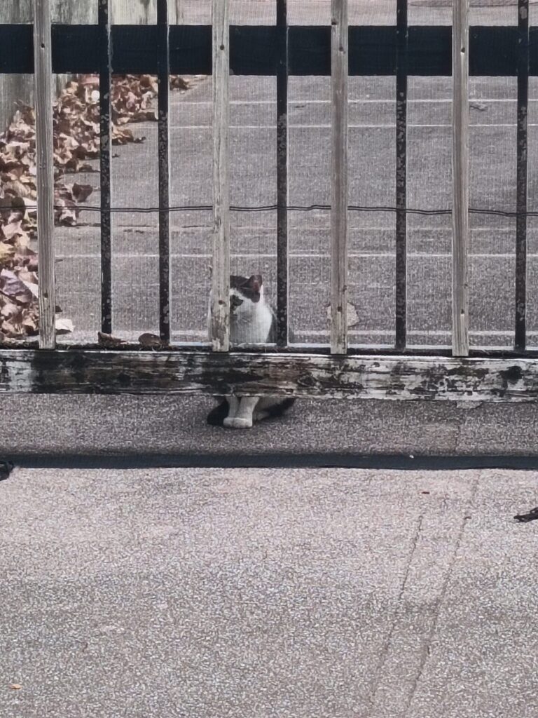 沖縄観光スポット　猫の道