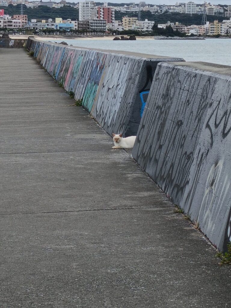 沖縄観光スポット　猫の道