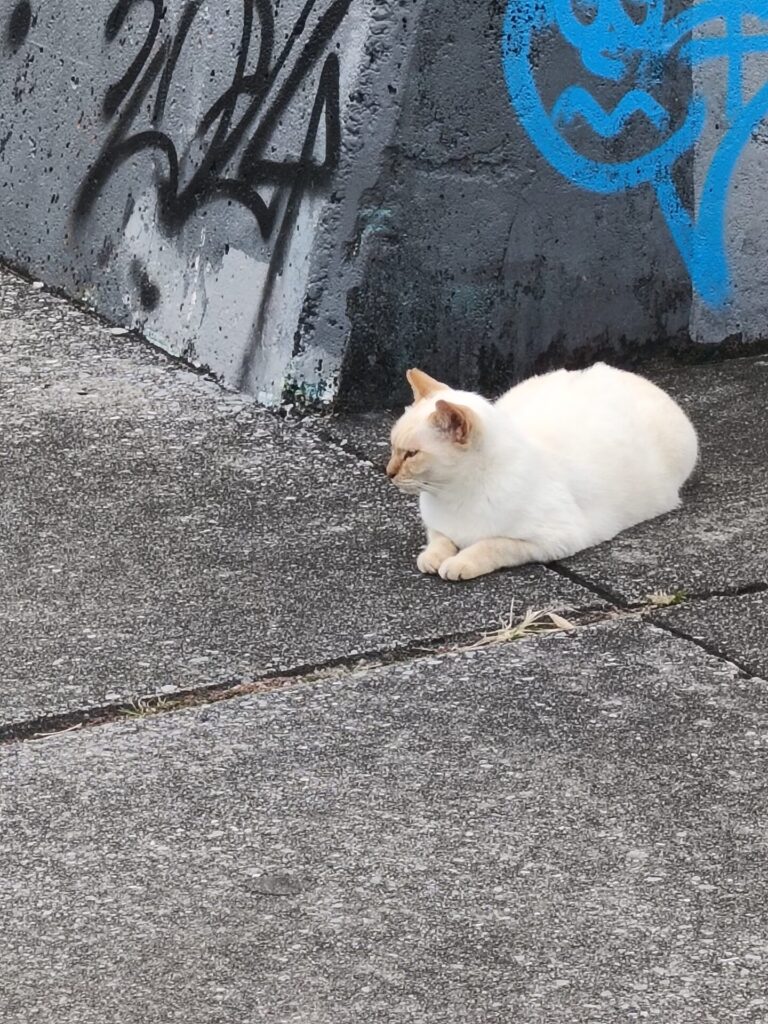 沖縄観光スポット　猫の道