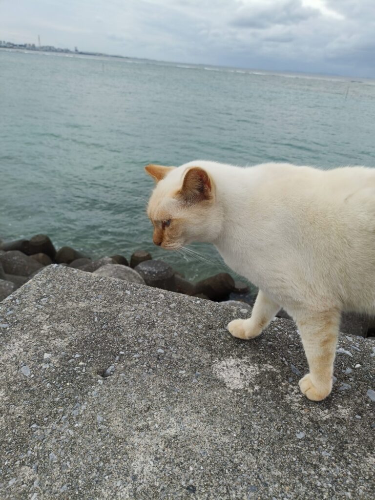 沖縄観光スポット　猫の道