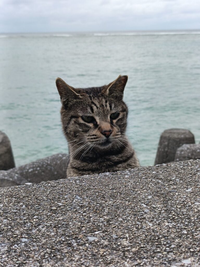 沖縄観光スポット　猫の道