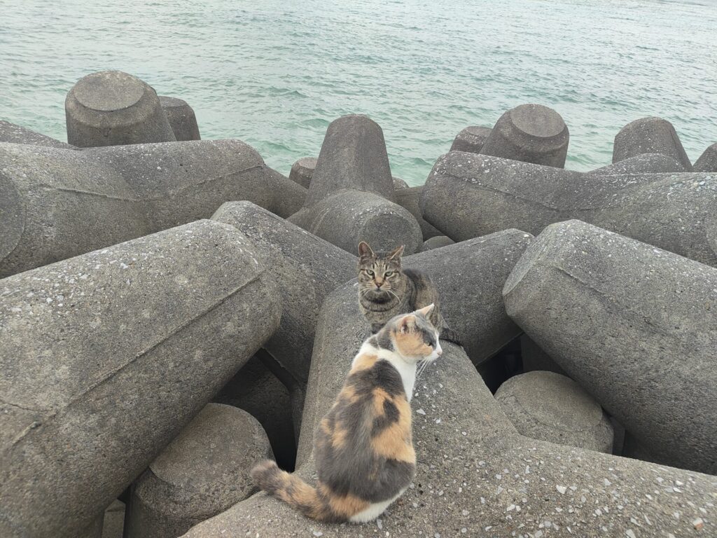 沖縄観光スポット　猫の道