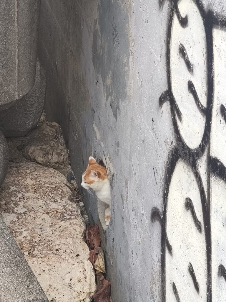 沖縄観光スポット　猫の道